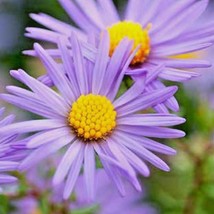 LWSTORE 100 Smooth Blue Aster Seeds Perennial Native Wildflower Fall Flowers Pol - £8.22 GBP