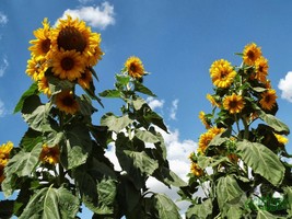 35+ Seeds Skyscraper Sunflower 15ft+Tall Giant 12&quot;+ Flower Fast Grower Easy Fun - £13.18 GBP