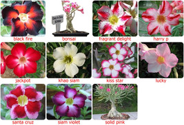 5 Fresh Seeds Adenium,Obesum, Desert Rose Flower - Red,PinkWhite, Violet... - $3.35