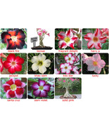 5 Fresh Seeds Adenium,Obesum, Desert Rose Flower - Red,PinkWhite, Violet... - $62.49 MXN