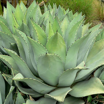 10 seeds Agave flexispina Succulents Garden Plants - £30.19 GBP