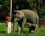 Vtg Postcard 1910s Ceylon Sri Lanka Man With Elephant &amp; Baby Hand Tinted... - $4.90