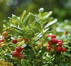 50 Cranberry Seeds Vaccinium Macrocarpon USA - £6.29 GBP