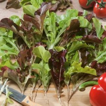 Seeds USA Seller Bistro Blend Lettuce 500 Seeds Lactuca Sativa - £9.50 GBP