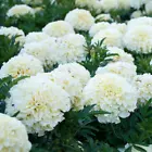 Marigold Seeds Tagetes Garden Flowers 1 Pack 120 White  - $6.99