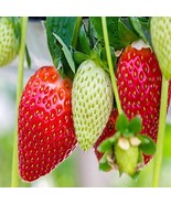 Ozark Everbearing 25 Live Strawberry Plants, NON GMO, - $31.95