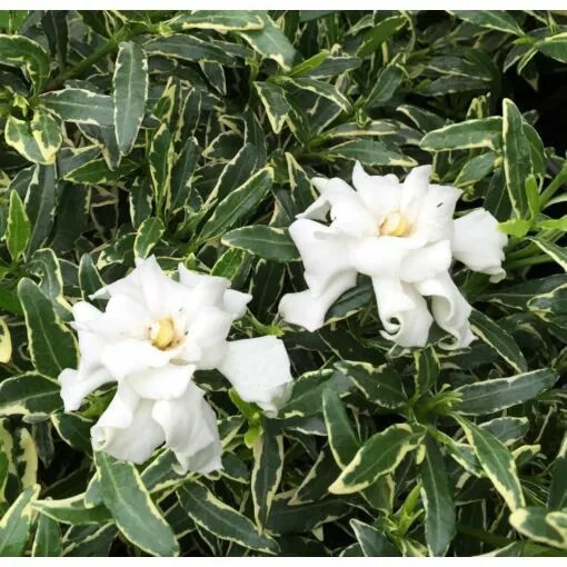 Ia Variegata Ia Jasminoides Plant Intensely Fragrant White Flowers Garden - £31.40 GBP