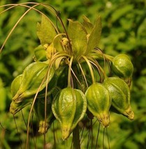 Tacca Leontopetaloides 10 Seeds Garden Beautiful USA Seller - $19.22