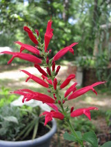 SHIPPED FROM US 20 Pineapple Sage Red Salvia Elegans Herb / Flower Seeds, LC03 - £15.18 GBP