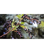 10 Chokecherry Bitter Cherry Seeds Fast Shipping - $7.96