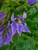 Lobelia Siphilitica Blue Cardinal Flower Big Blue Lobelia 200 Seeds Garden Beaut - £18.96 GBP