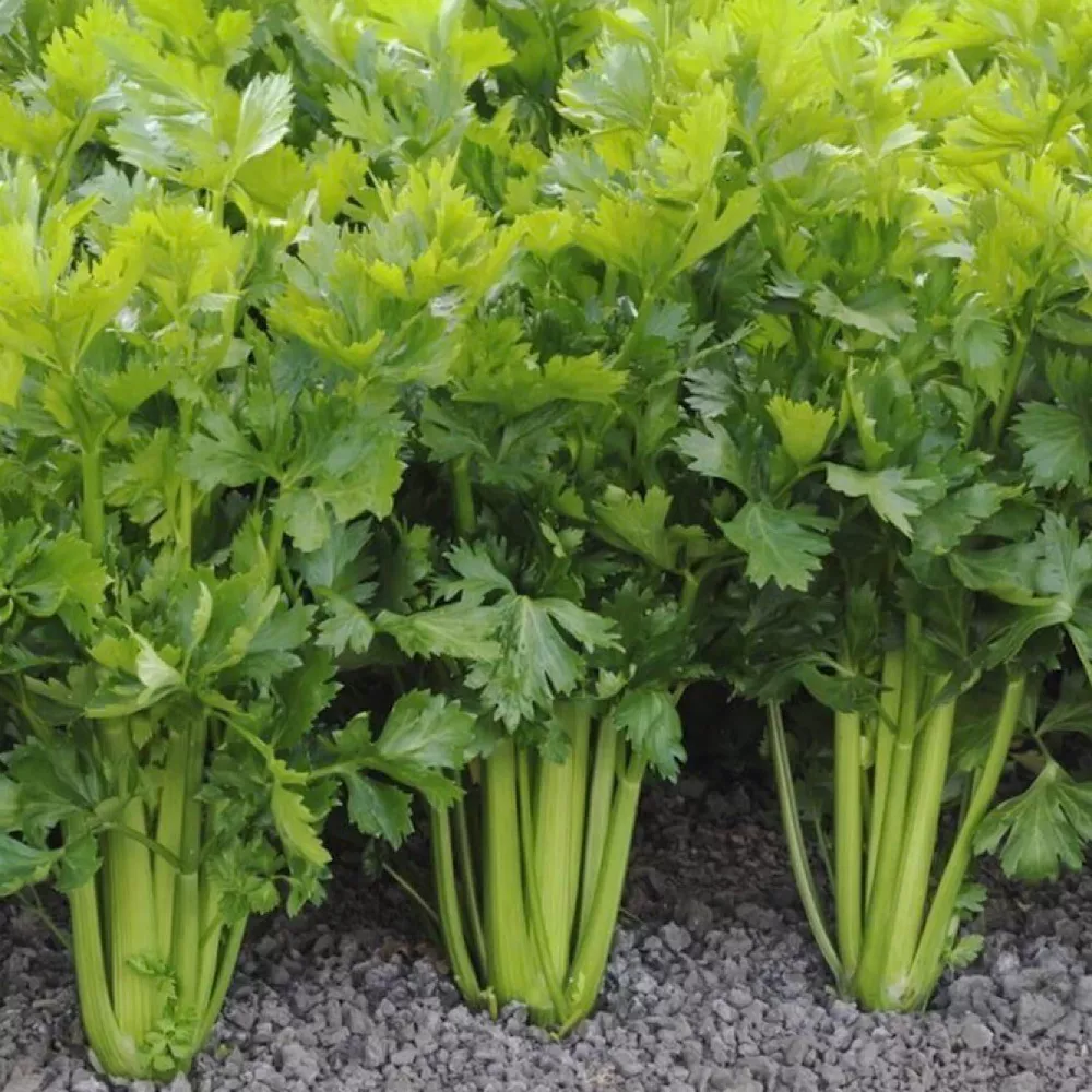 2000+ Celery Seeds Tall Utah NON GMO, HEIRLOOM Garden Vegetable Seeds  - €3,03 EUR