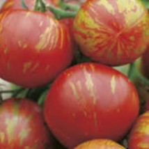 Tigerella Tomato Seeds Indeterminate Open Pollinated Tomato Seeds 45 See... - £6.48 GBP