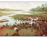 Tropical FAquatics Chicago Natural History Museum UNP Chrome Postcard W21 - $2.92