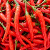 USA SELLER New Kashmiri Chilli / Chile Pepper 2 Packs Of 20 Seeds Each Vegetable - £12.98 GBP