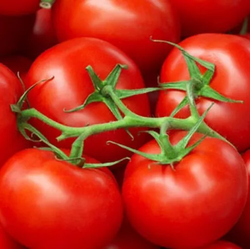 Easy Grow !!! 100 Reed Tomato Seeds - Vegetable Seed - Organic Plant - $2.97