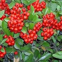 Scarlet Firethron Pypacatha Coccinea Flower Shrub Bush Seeds Gardening F... - $9.97