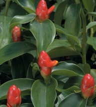 AD 15 Seeds Dwarf Cone Ginger House Flowers Home Garden - $252.42 MXN