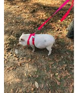 Adjustable Hog  (PIG) Harness 2 Metal Buckle Balanced Carter Pet Supply - $31.24 CAD