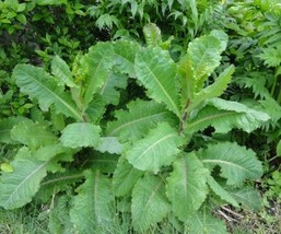 Lactuca virosa Seeds ~ 20+ Seeds ~ Opium Lettuce For Tea, Resin extract, Pain. - £5.01 GBP