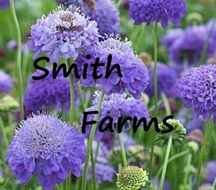 25 Seeds Purple Scabiosa Atropurpurea Flowers (Pincushion Flower) From US  - $10.25