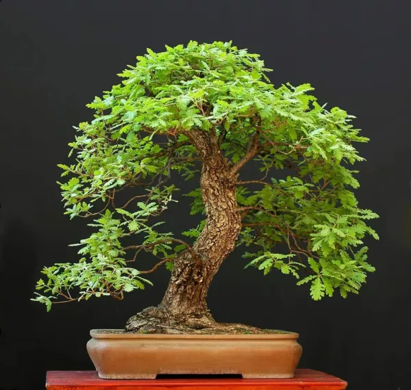 5 Big Healthy White Oak Bonsai Tree Seeds For Planting Usa Seller - £15.83 GBP