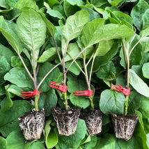 Item image 1 image 1