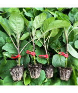 Tuolubamu Egg Rootstock Seeds High Graft Survival Vigorous Grower Robust - $193.92 MXN