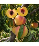 1 Elberta Peach Live Tree 2Ft US Fast Shipping - $930.52 MXN