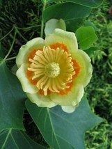 Liriodendron Tulipifera 100 Seeds Tulip Flower Yellow Poplar Tree Cold Hardy Gar - $22.78