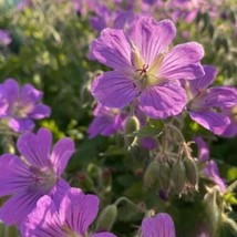25+ Sirak Geranium Seeds – Vibrant Purple Blooms for Garden &amp; Pots - $16.50