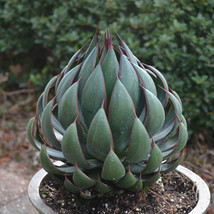 VP 50 Pcs Praying Hands Mangave Starter Plants Agave/Manfreda Hybrid  2&quot;-3&quot; Wide - £727.65 GBP