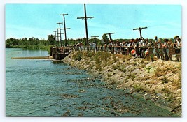 Postcard Linesville Spillway Pymatuning Lake Carp Feeding Ducks Chrome Unposted - £2.89 GBP