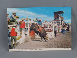 Vintage Postcard - Bull Riding Calgary Stampede - Alex Wilson Publications - £11.97 GBP