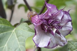 10 Seeds = =Double Purple  Angels Trumpet  - See Description Below -Orna... - £3.98 GBP