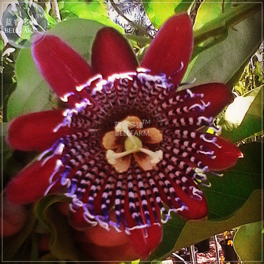Passiflora Alata Winged Stem Passion Flower Seeds 30 Seeds - $7.99