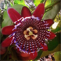 Passiflora Alata Winged Stem Passion Flower Seeds 30 Seeds - $7.99