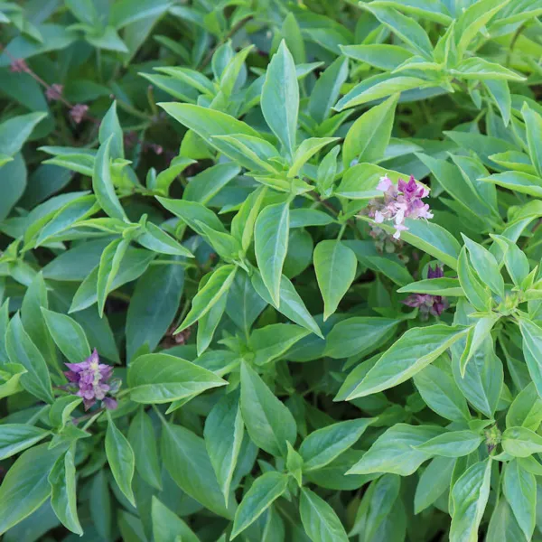 150 Licorice Basil Seeds Non Gmo Harvest Garden Fresh - £4.69 GBP