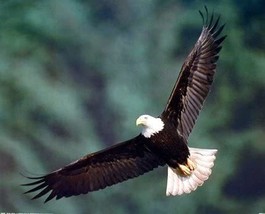 Bald Eagle Wildlife Animal Art Print Poster (16X20), Flying Bird Wall Decor. - £25.51 GBP