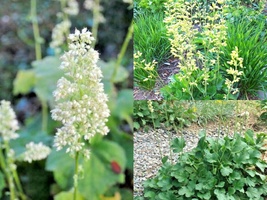 200+ Seeds Alumroot Coral Bells Perennial Native Wildflower Poor Soils Container - £13.35 GBP
