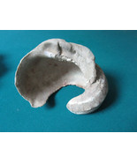 PARTIAL SHELL FOSSIL LARGE 5 X 8&quot; GREY - £35.54 GBP