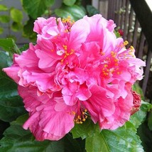 Pride Of Hankins Pink Well Rooted Hardy Hibiscus Starter Plant Triple Pi... - $46.78