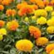 250 Seeds! Marigold, African CRACKERJACK MIX Yellow Gold Orange HEIRLOOM... - £9.48 GBP