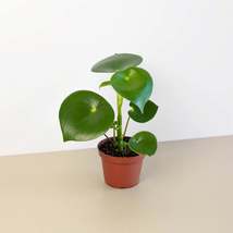 Peperomia 'Raindrop' - $13.99+