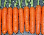 700 Little Finger Carrot Seeds Fast Shipping - £7.20 GBP