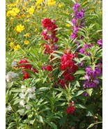Camilia Balsam Flower Seeds Grow In US - £6.48 GBP