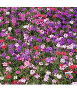 1Oz Moss Verbena Flower Seeds Verbena Tenuisecta Mixed Colors 33000 Seed... - $31.00