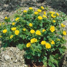 Woolly Cinquefoil Potentilla Fragiformis Gold Sovereign Garden Flowers 1000 Seed - $19.99