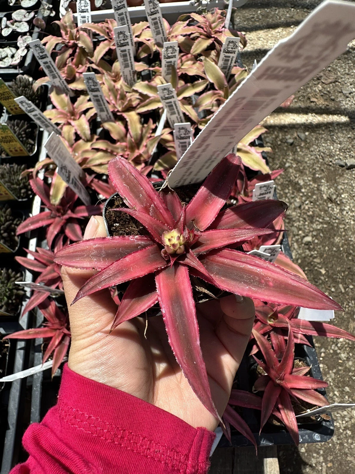 Earth Star Bromeliad or Cryptanthus Bivittatus Pink Starlite 2 Pot Live ... - $31.18