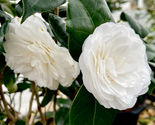 Camellia Japonica WHITE BY THE GATE Unique Bloom Starter Plant - $31.78